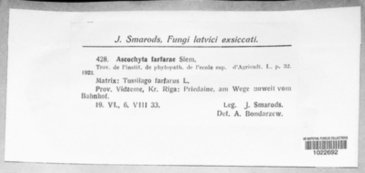 Ascochyta farfarae image